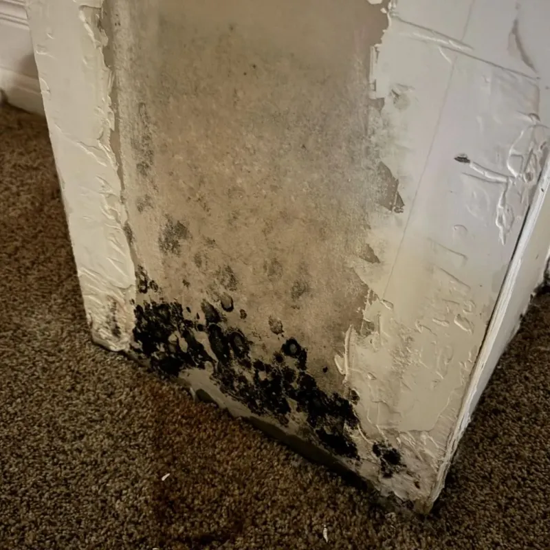 Professional Mold Removal in Whiteville, TN